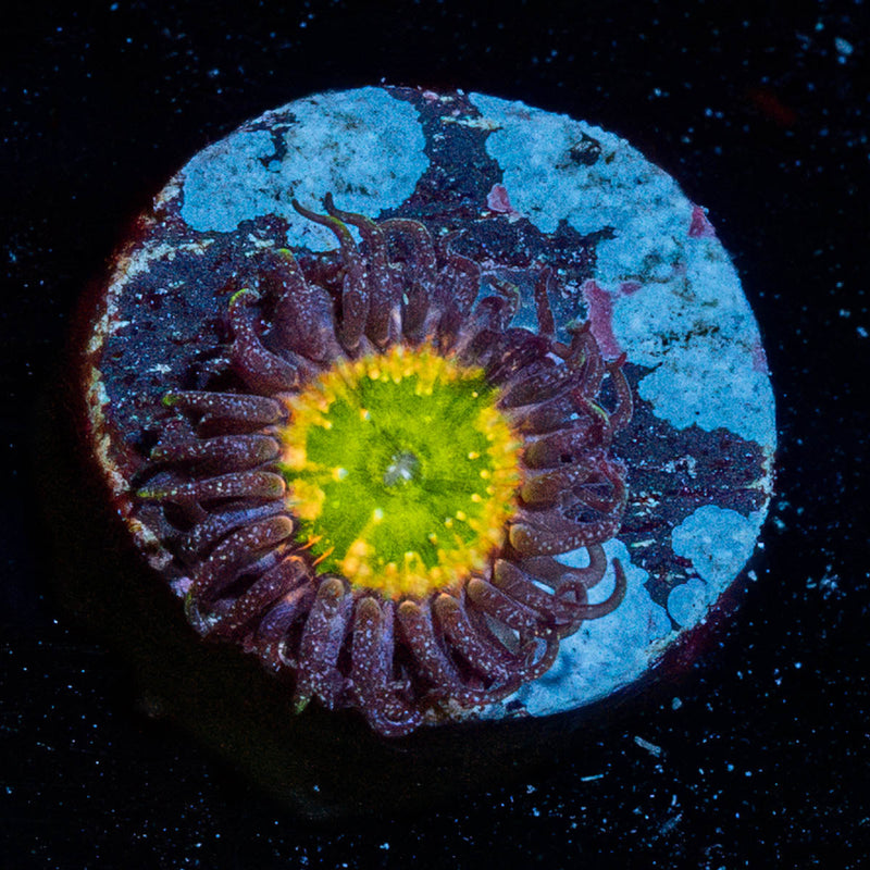 Tinker Bells Zoanthid