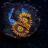 Rainbow Hornets Zoanthid 