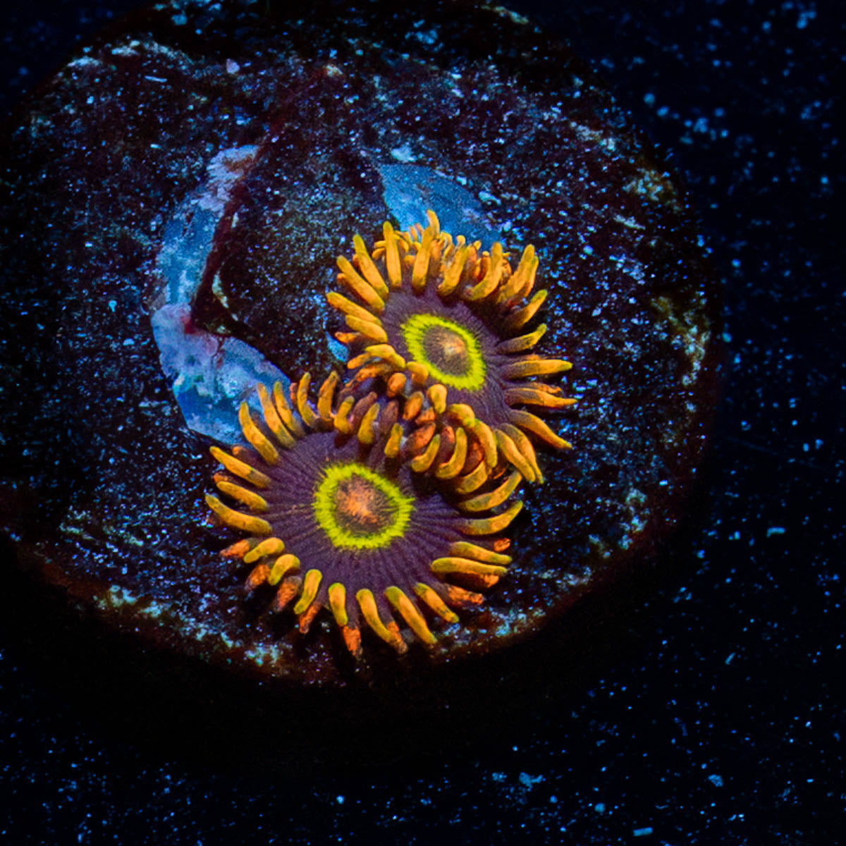 Rainbow Hornets Zoanthid 