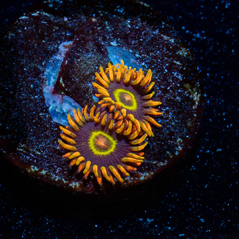 Rainbow Hornets Zoanthid