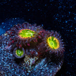 Tinker Bells Zoanthid - riptide aquaculture llc
