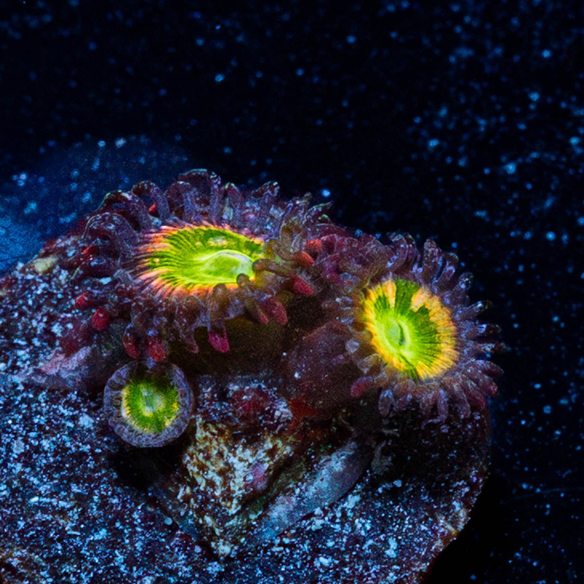 Tinker Bells Zoanthid - riptide aquaculture llc
