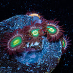 Pink PLasma Zoanthid 