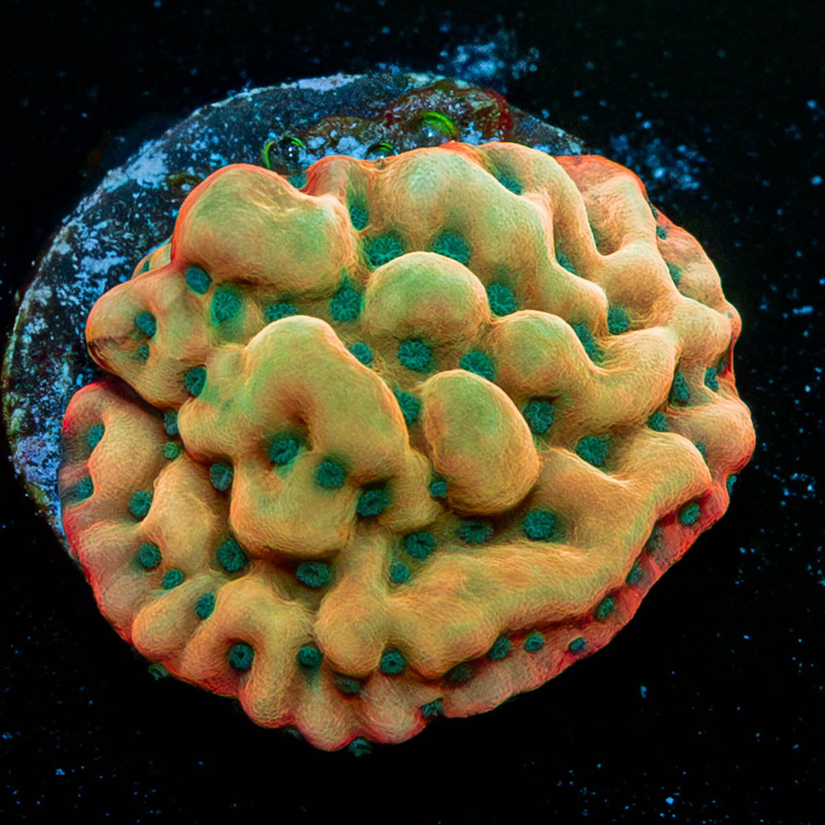 Kung Pow Montipora 