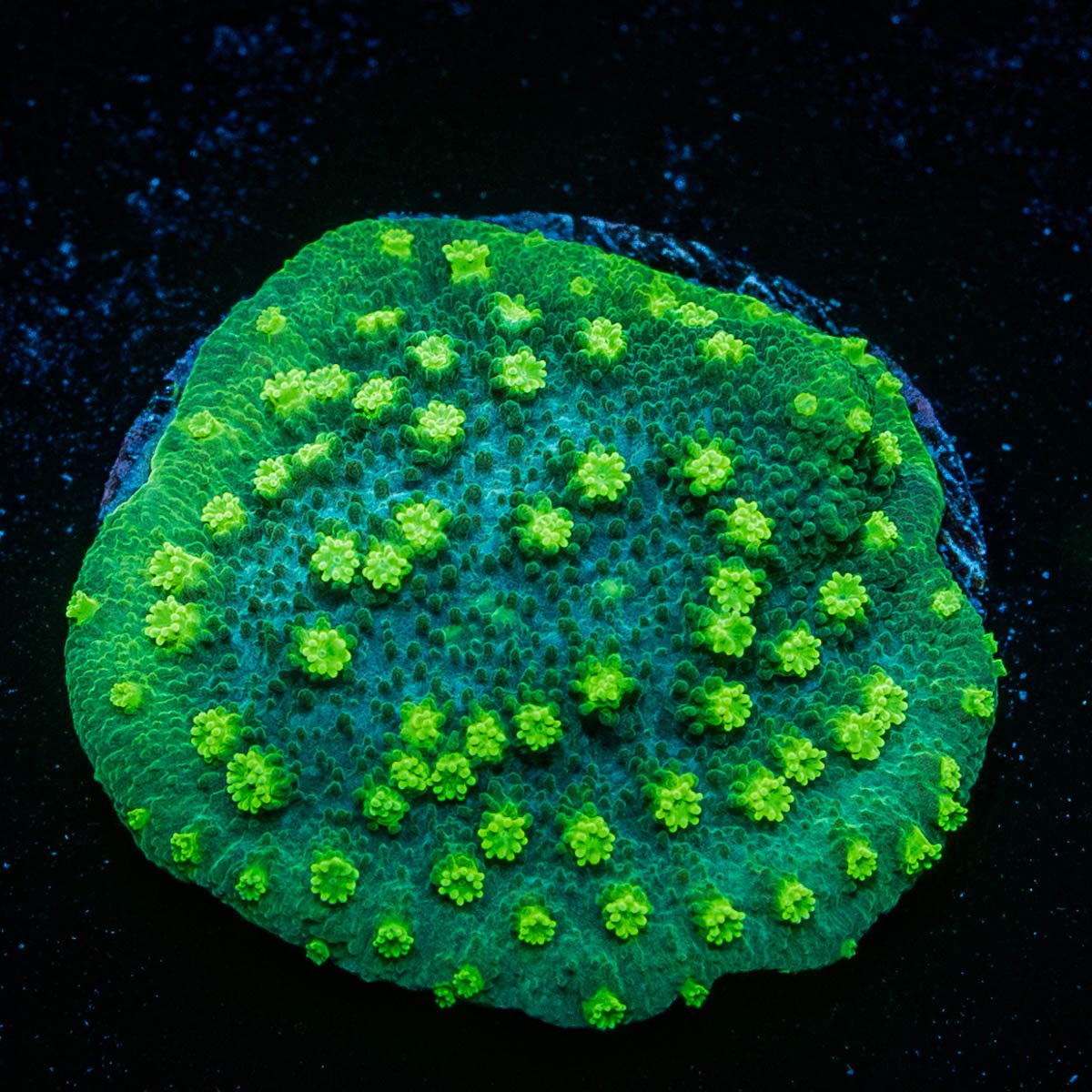 PAlm Coast Astreopora - riptide aquaculture llc