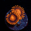 Orange Bam Bam Zoanthid - riptide aquaculture llc