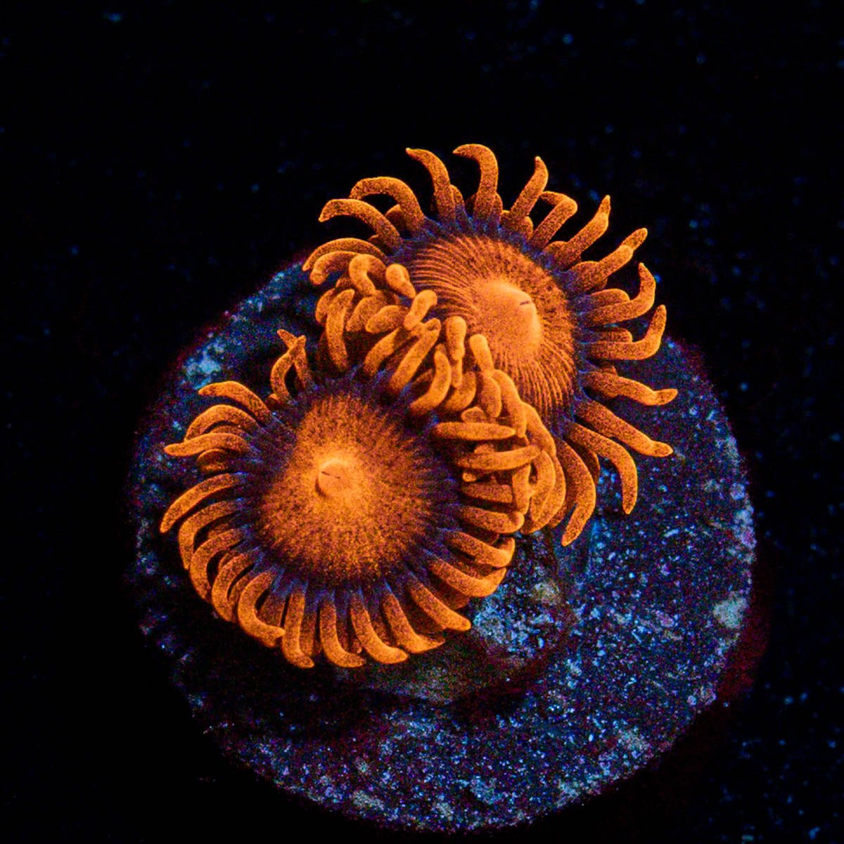 Orange Bam Bam Zoanthid - riptide aquaculture llc