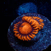Orange Bam Bam Zoanthid - riptide aquaculture llc