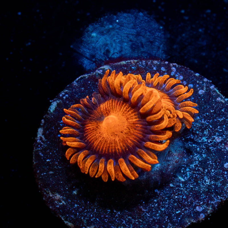 Orange Bam Bam Zoanthid