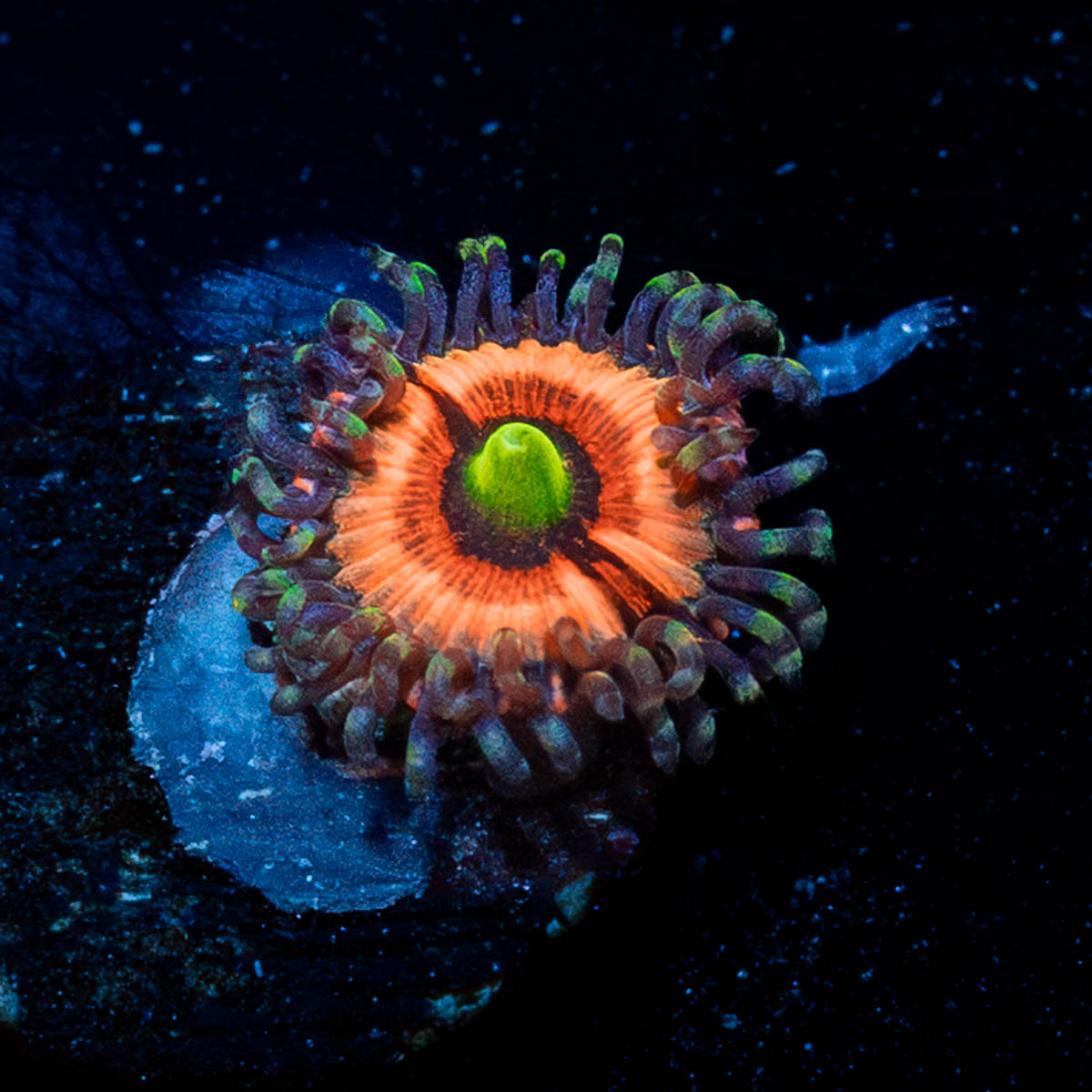 Daisy Dukes Zoanthid 