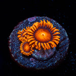 Orange Bam Bam Zoanthid - riptide aquaculture llc