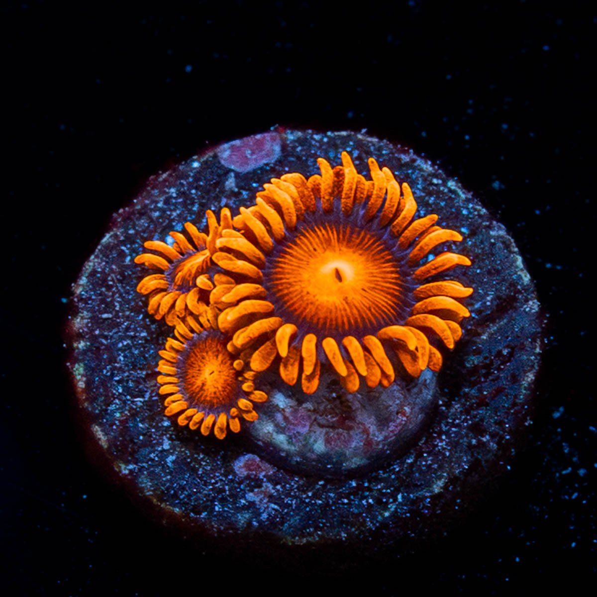 Orange Bam Bam Zoanthid - riptide aquaculture llc