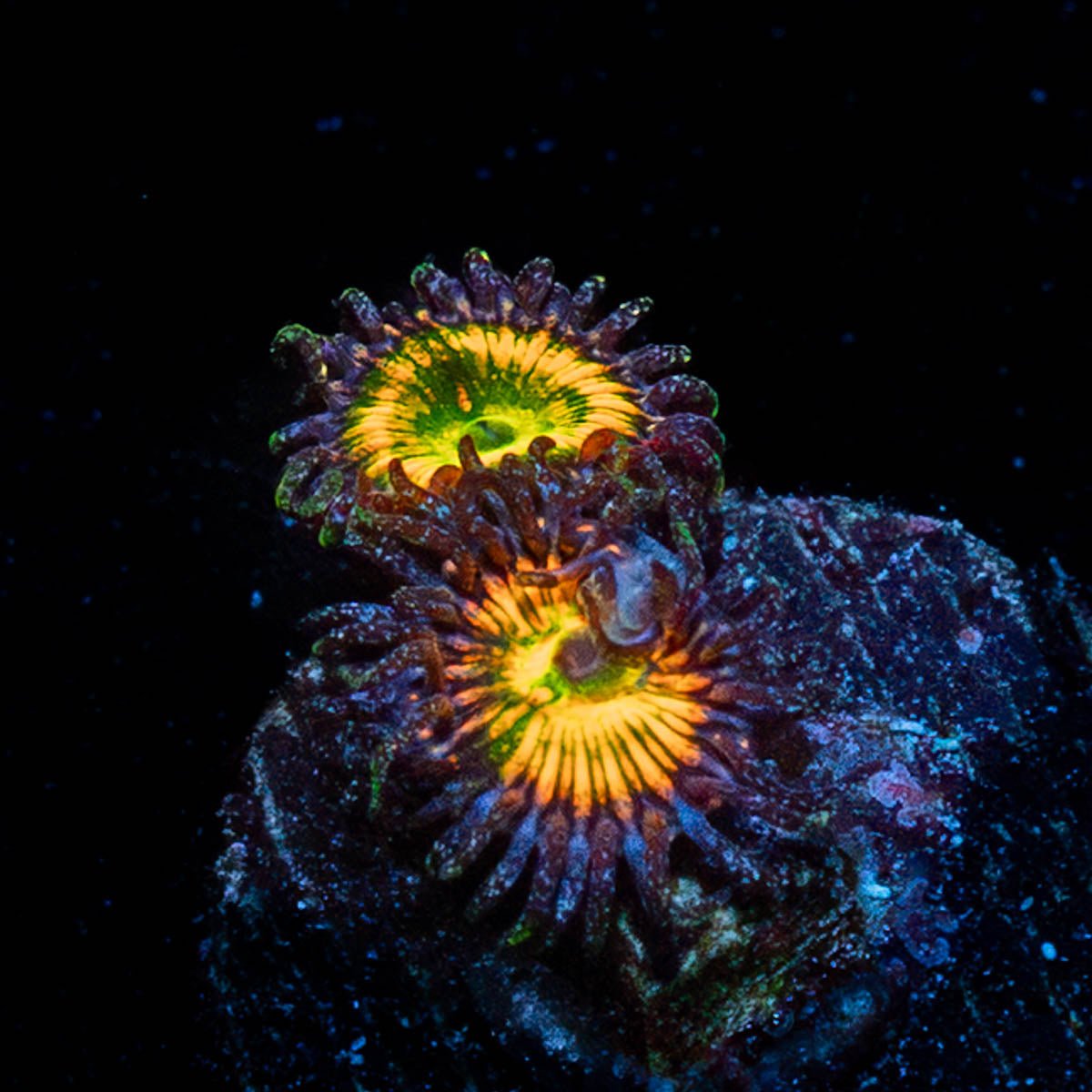 Sunny 'd Zoanthid - riptide aquaculture llc
