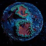 Purple Death Paly - riptide aquaculture llc