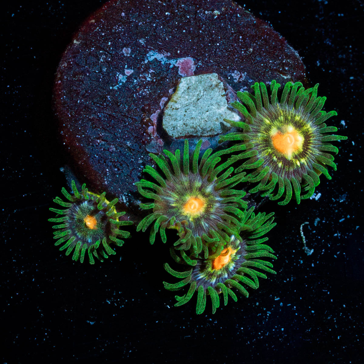 Daisy Cutter Zoanthid 