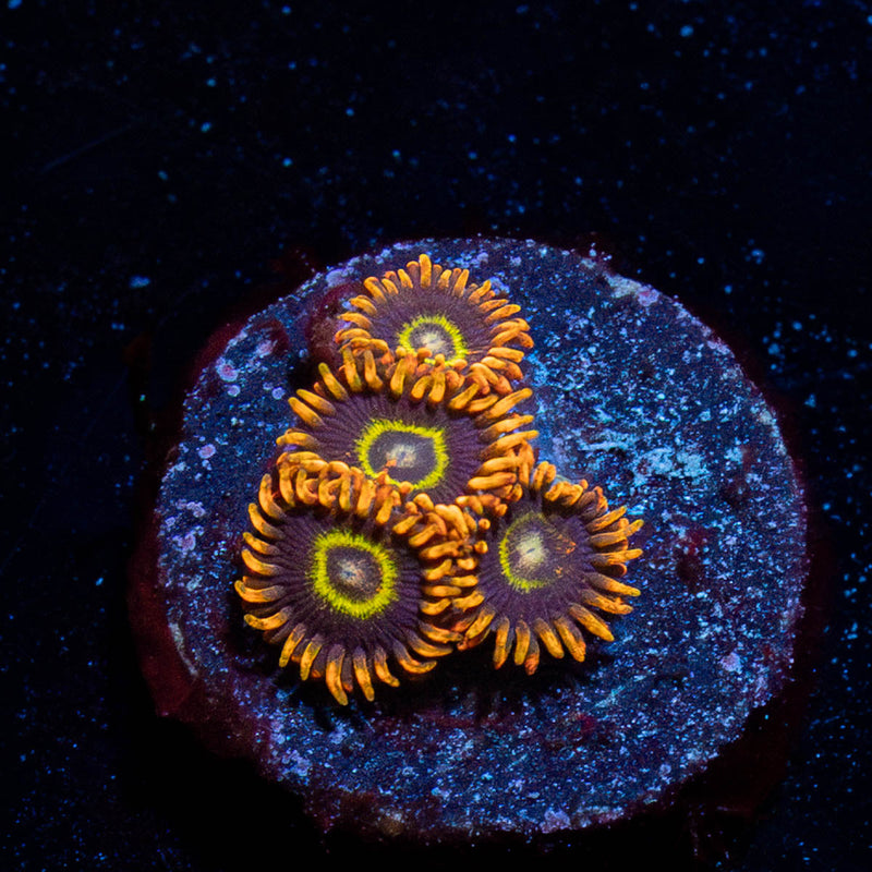 Rainbow Hornets Zoanthid