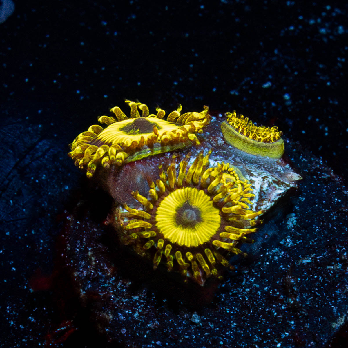 LA Lakers Zoanthid 