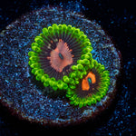 Pink Plasma Zoanthid 