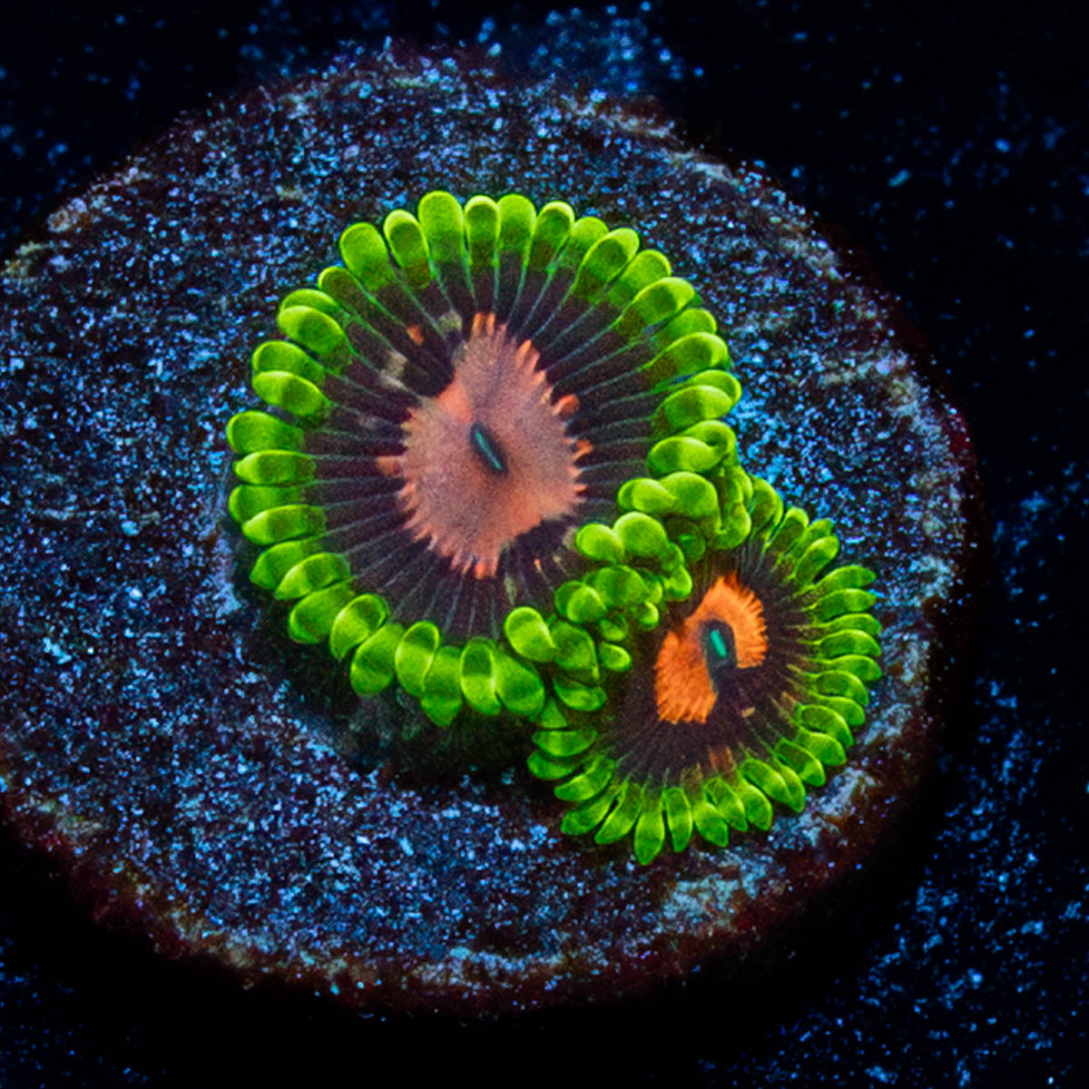 Pink Plasma Zoanthid 