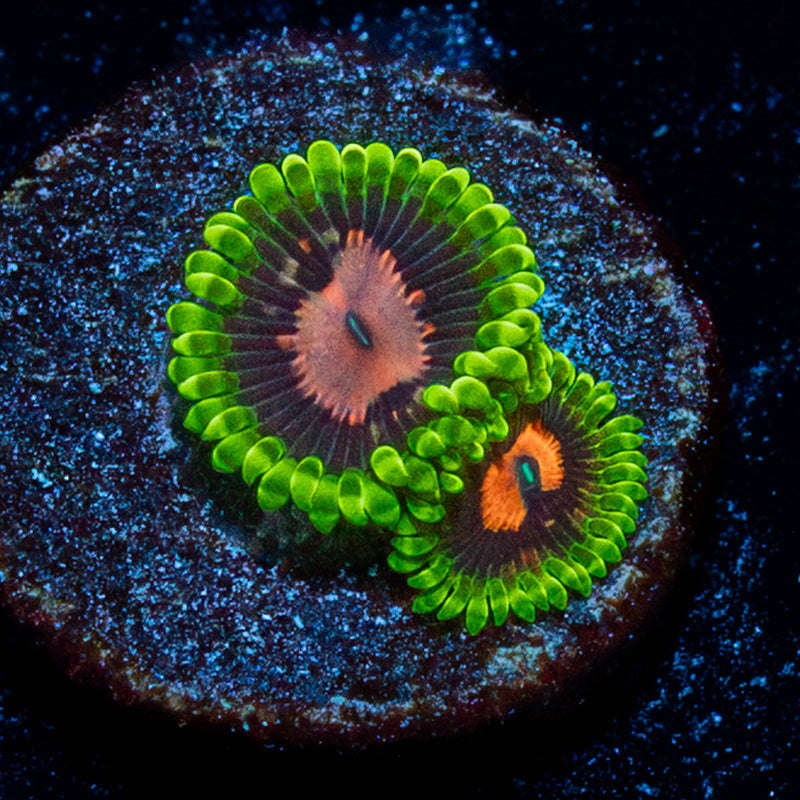 Pink Plasma Zoanthid