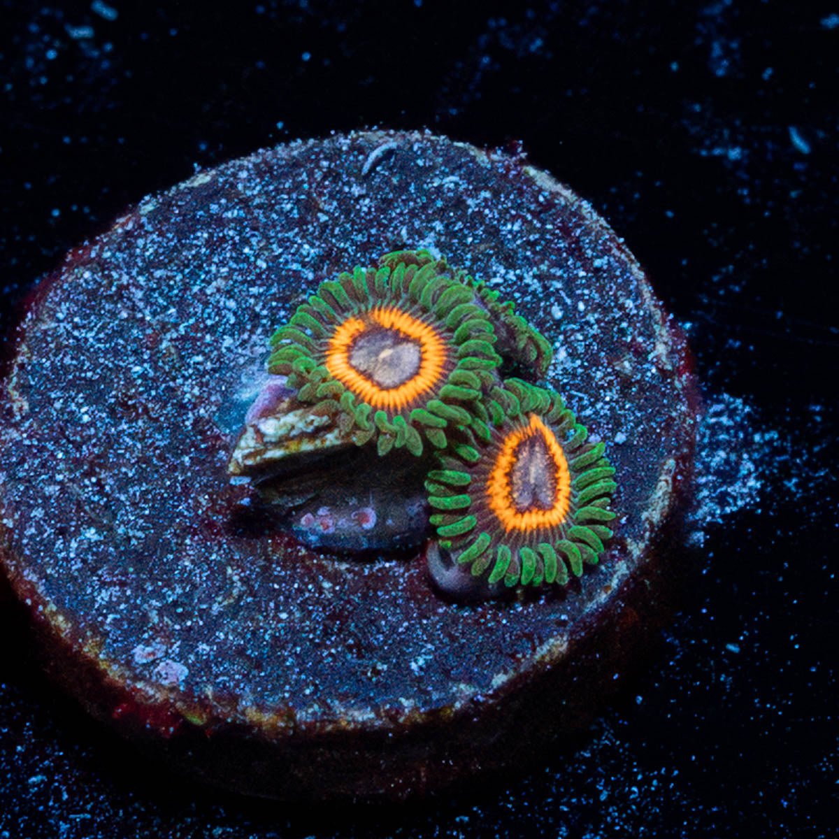 Fairy Tales Zoanthid - riptide aquaculture llc