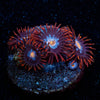 Stitches Zoanthid 