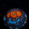 Charmander Zoanthid 