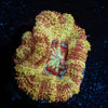 Wolverine Asian Acan - riptide aquaculture llc