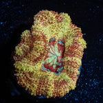 Wolverine Asian Acan - riptide aquaculture llc
