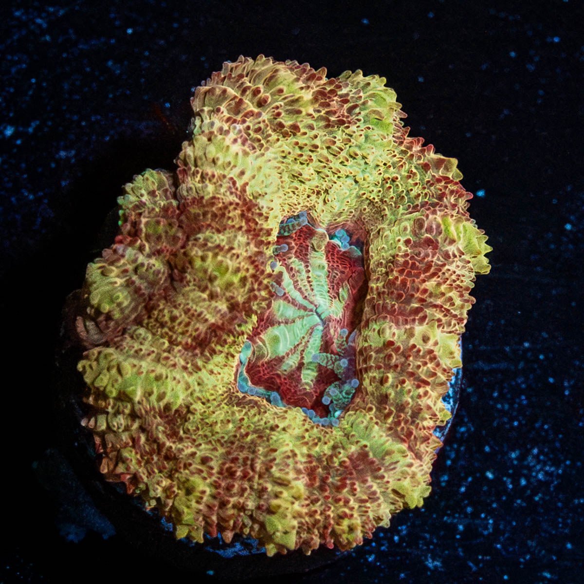 Wolverine Asian Acan - riptide aquaculture llc
