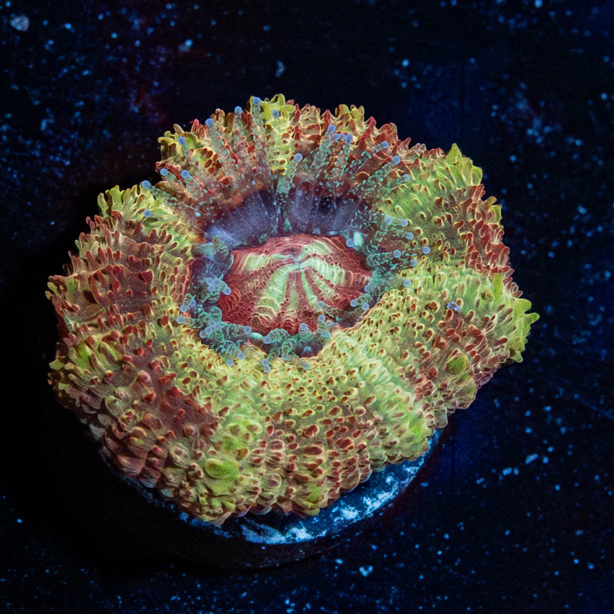 Wolverine Asian Acan
