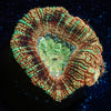 Sahara sunset Asian Acan - riptide aquaculture llc