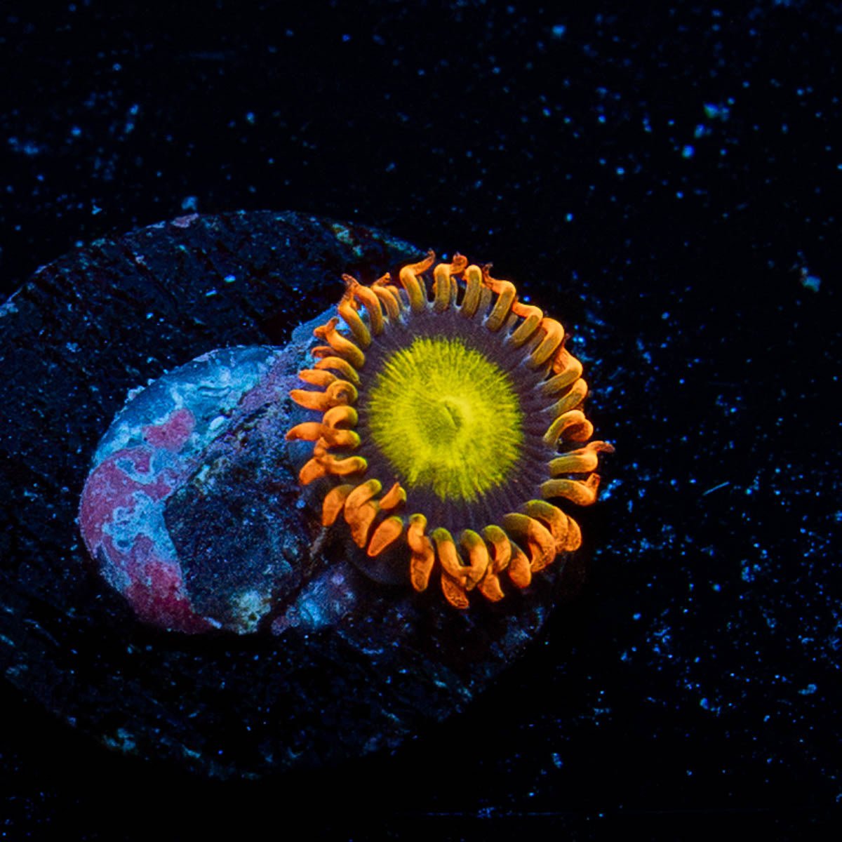 Midori Sunrise Zoanthid - riptide aquaculture llc