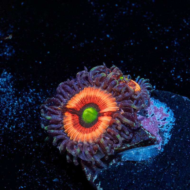 Daisy Dukes Zoanthid