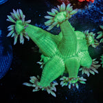 Bubble Toes Goniopora 