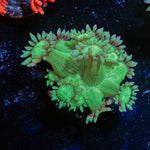 Bubble Toes Goniopora - riptide aquaculture llc