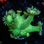 Bubble Toes Goniopora 