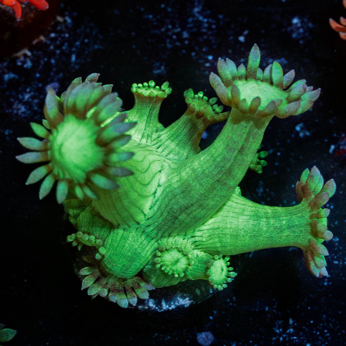 Bubble Toes Goniopora 