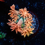 Juice Fruit Goniopora 