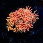 Juice Fruit Goniopora - riptide aquaculture llc