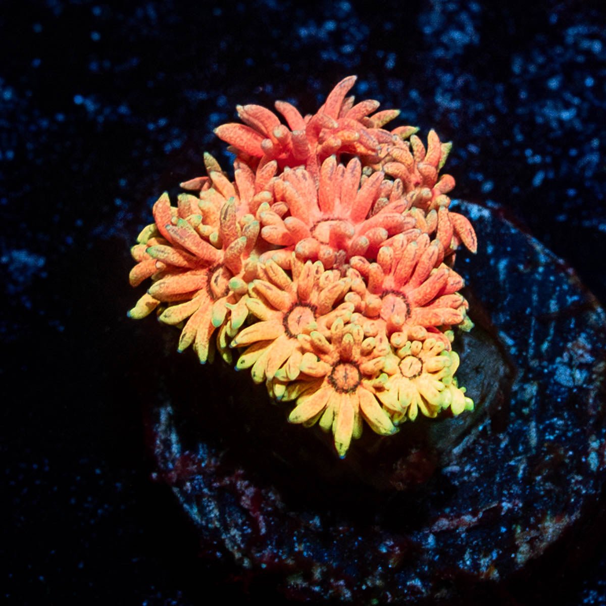 Juice Fruit Goniopora - riptide aquaculture llc