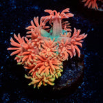 Juice Fruit Goniopora 