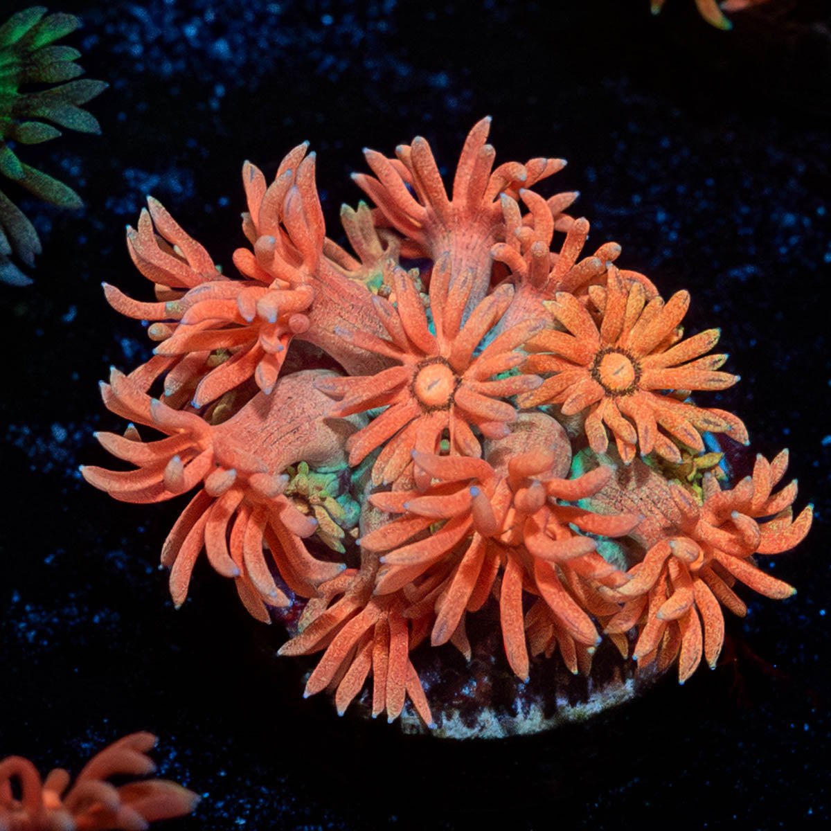 Juice Fruit Goniopora - riptide aquaculture llc