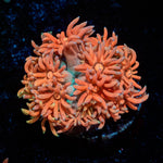 Juice Fruit Goniopora - riptide aquaculture llc