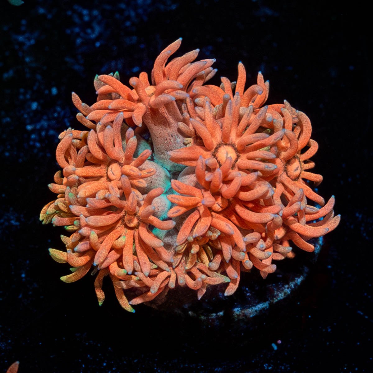 Juice Fruit Goniopora - riptide aquaculture llc