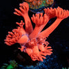 Ruby Red Goniopora 