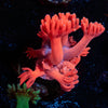 Ruby Red Goniopora 
