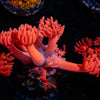 Ruby Red Goniopora 