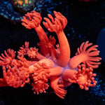 Ruby Red Goniopora 