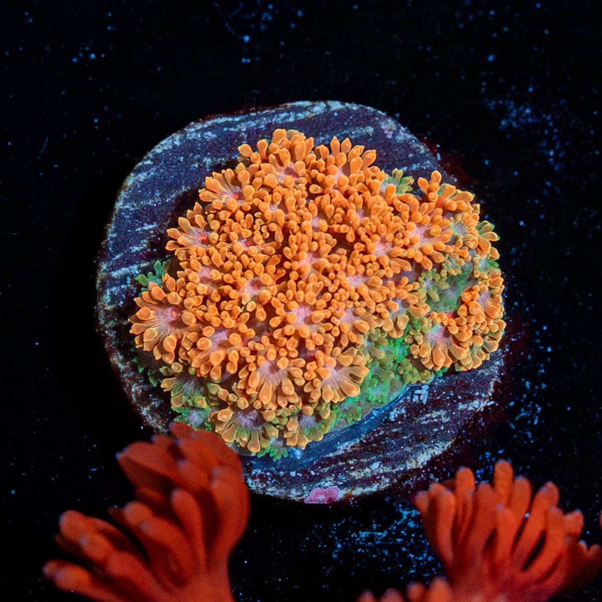 Laffy Taffy Barnardapora - riptide aquaculture llc